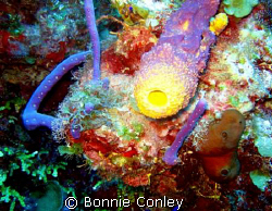 Grand Cayman August 2008.  Photo taken with a Canon 
sd550. by Bonnie Conley 